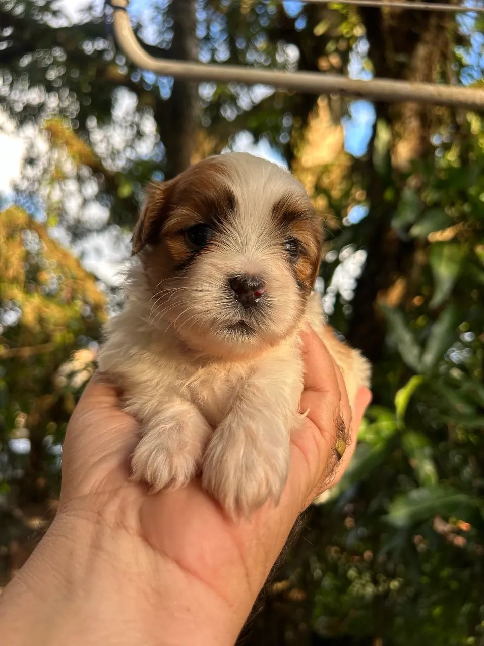 Filhote lhasa apso 