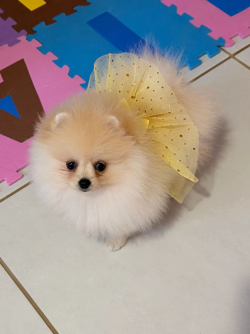 Lulu anã fêmea 
