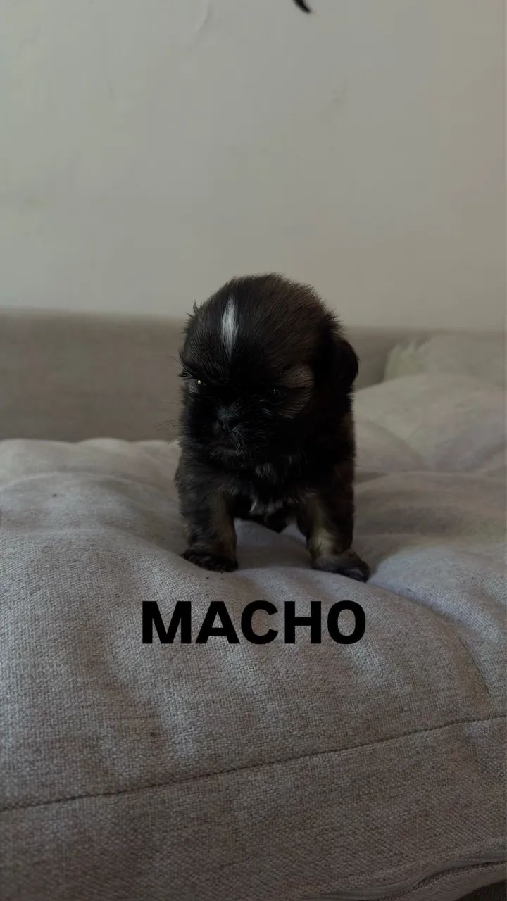 Shitzu  - Foto 2