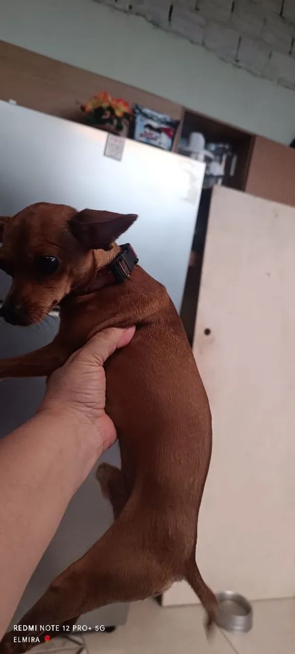 Pincher 0  - Foto 3