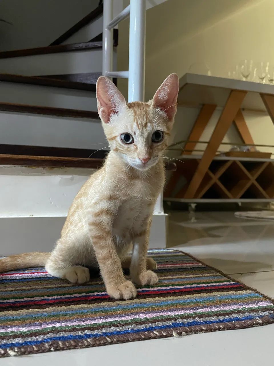 Doação de gatinhos laranjas - Foto 6