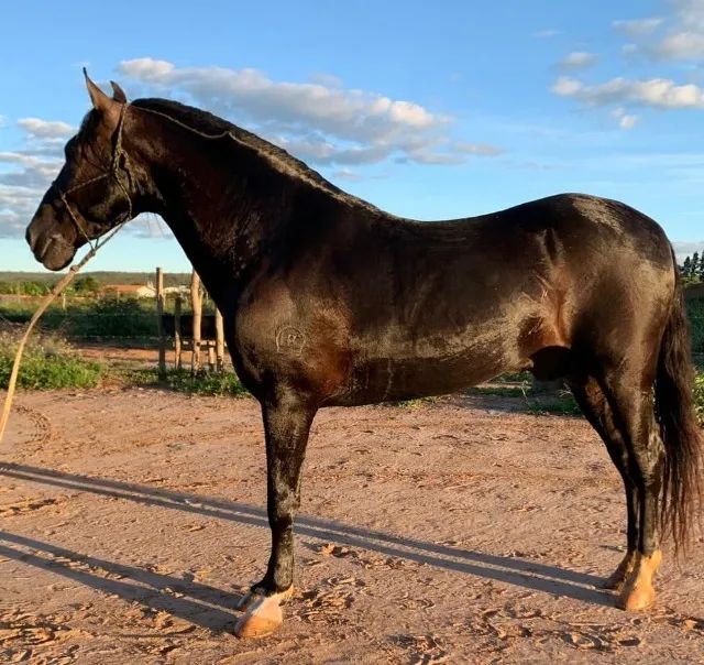 CAVALO MANGA LARGA MINEIRO (MARCHA PICADA)