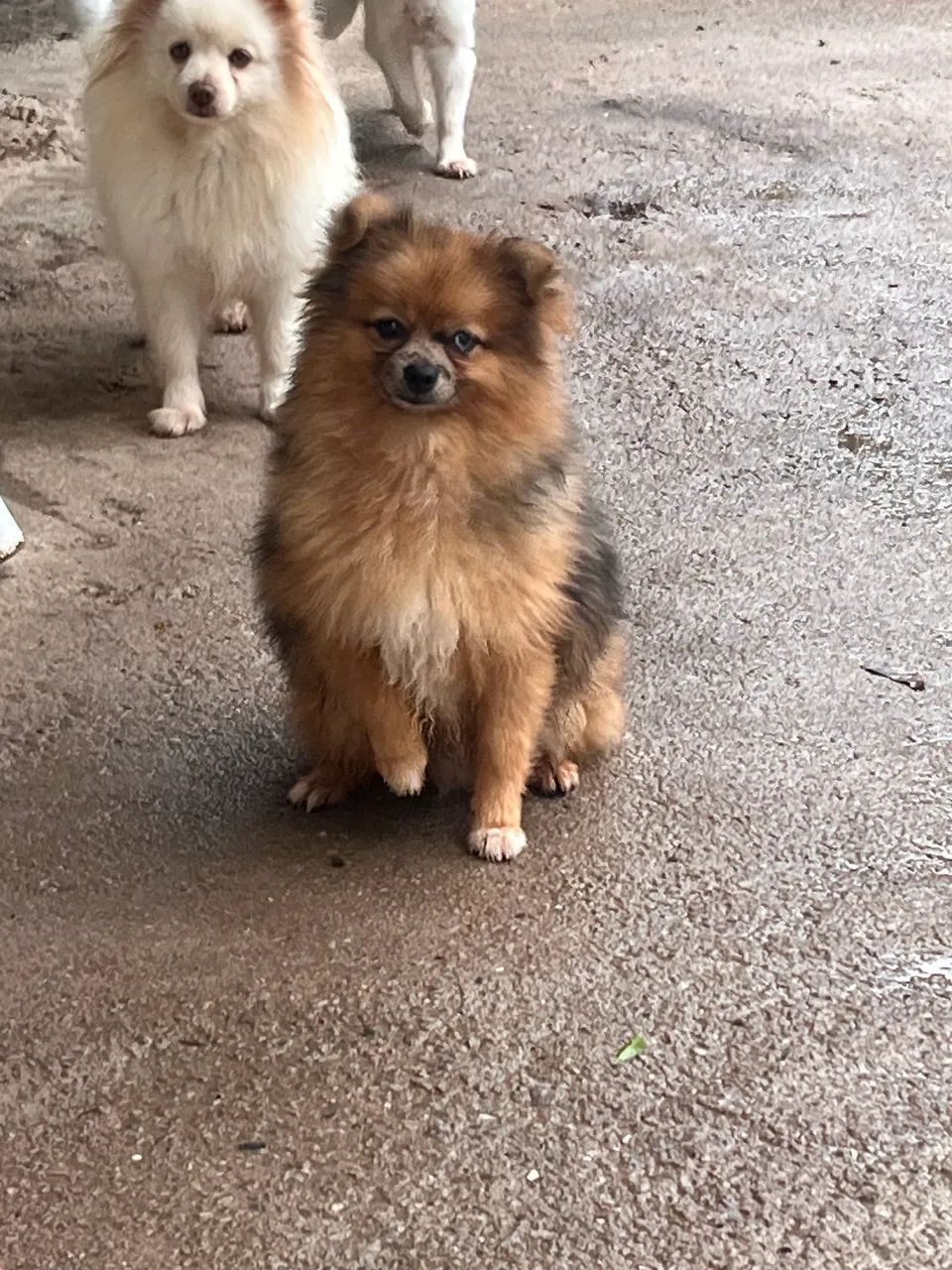 Spitz alemão  - Foto 4