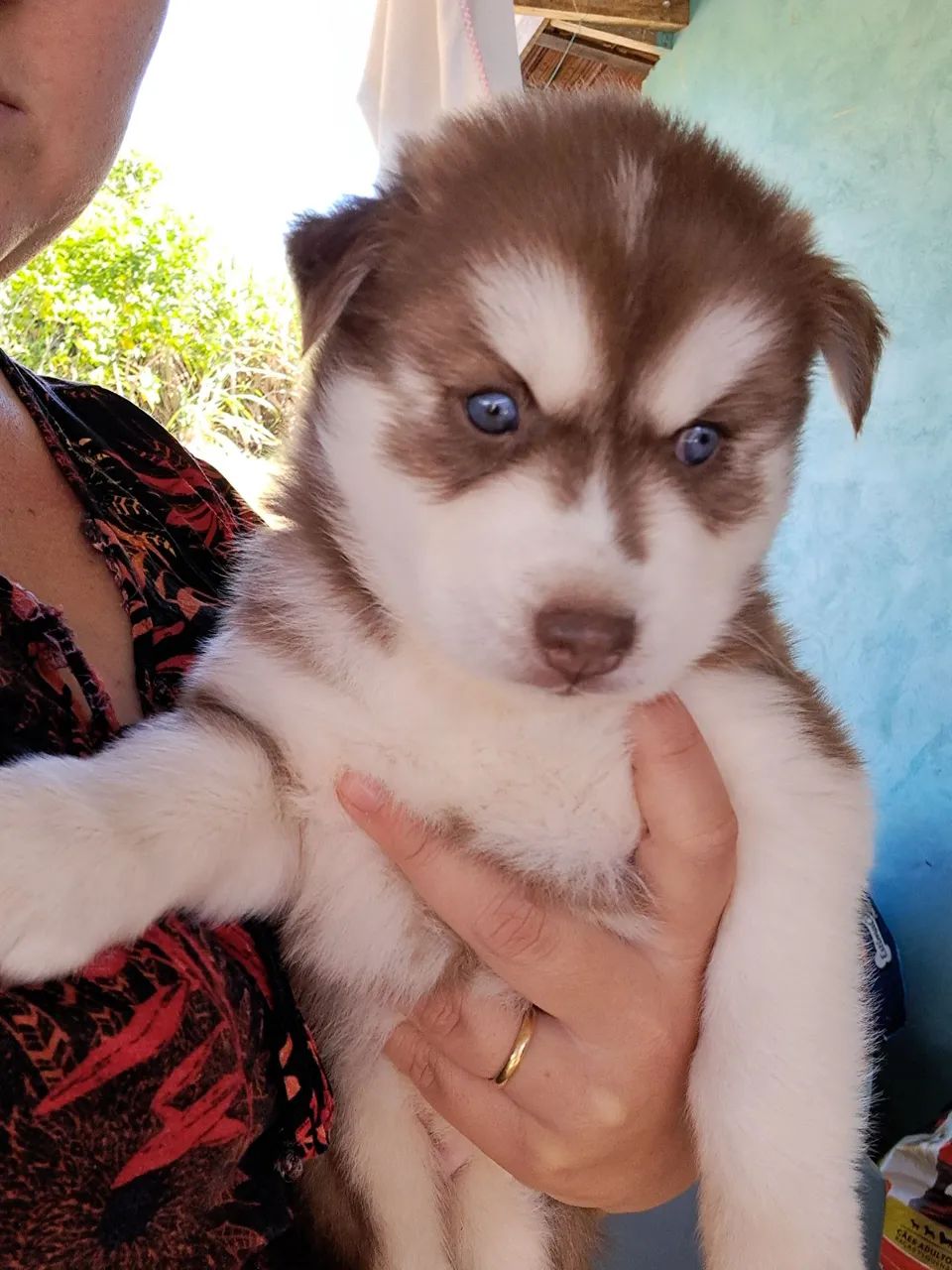 Husky siberiano macho e fêmea  - Foto 2