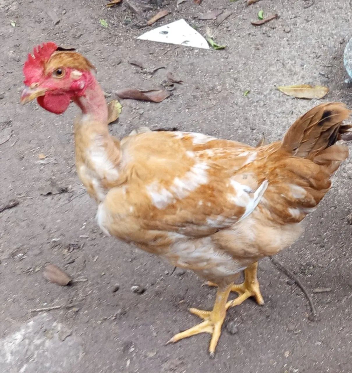 Galinha caipira Nova 