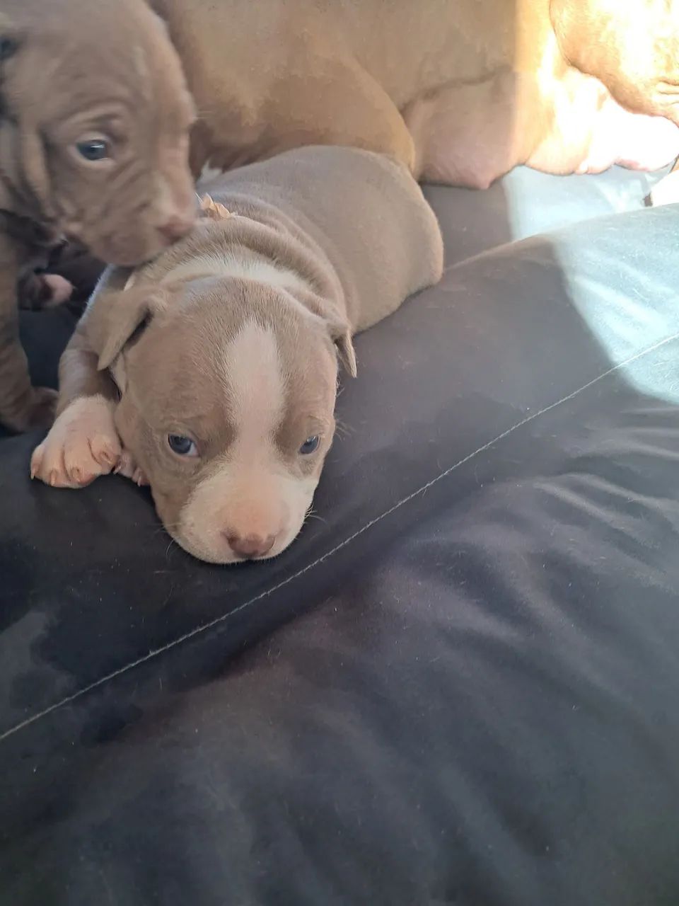 Cachorro  Pitbull  - Foto 2