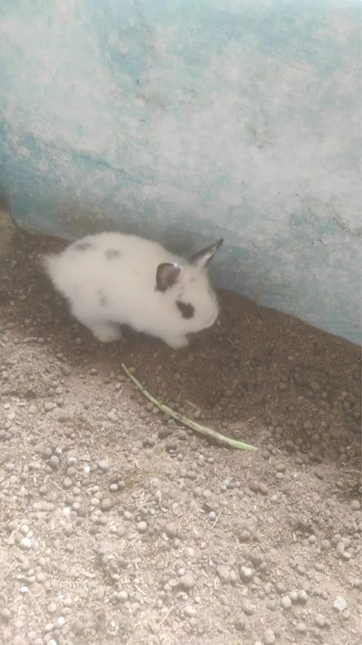 Lindos filhotinhos de coelhos!  - Foto 5