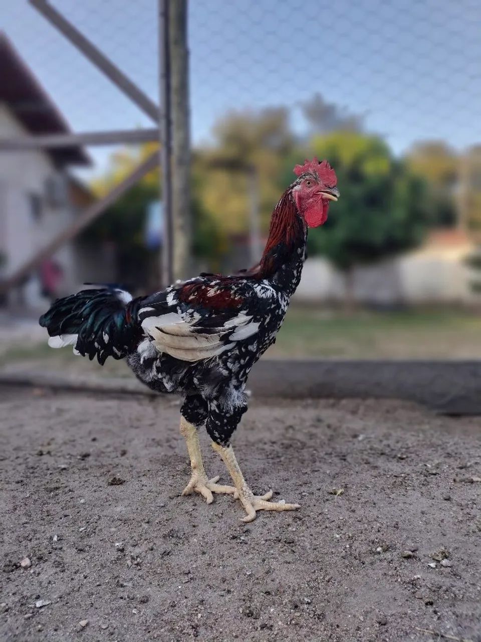 Galo  - Foto 3