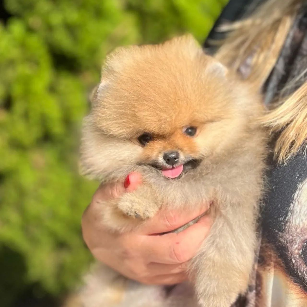 SPITZ alemão com pedigree CBKC  - Foto 4