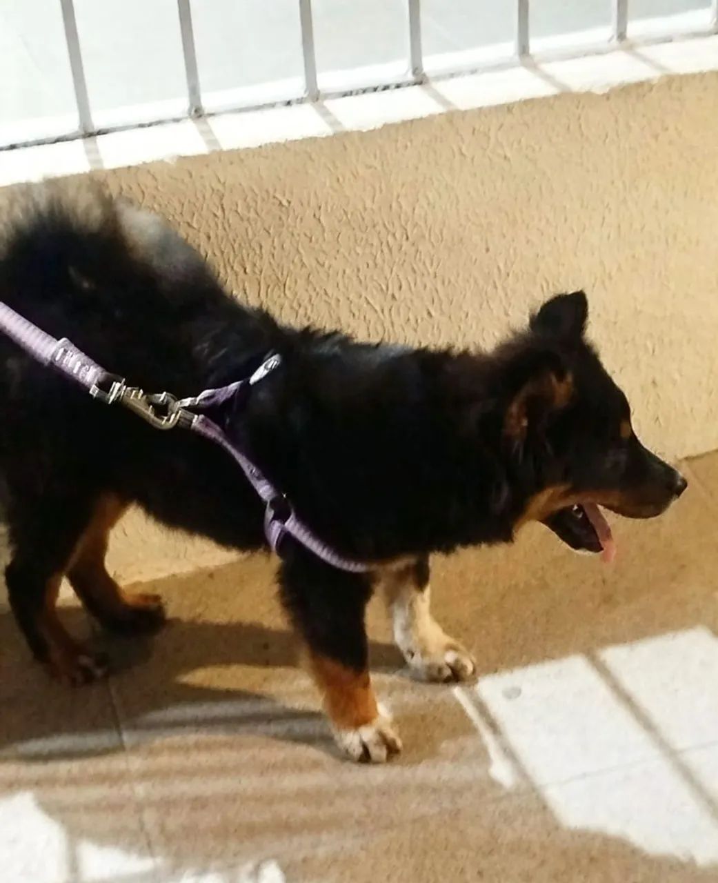 Venda de cachorro com 4 meses  - Foto 2
