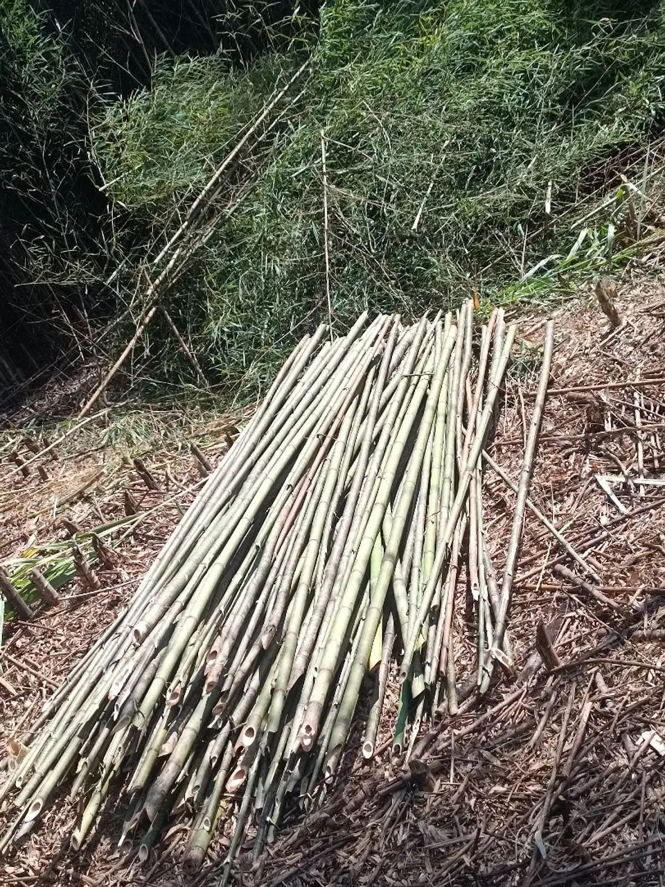 VARAS DE BAMBUM PARA TOMATE,VAGEM,PEPINO - Foto 5