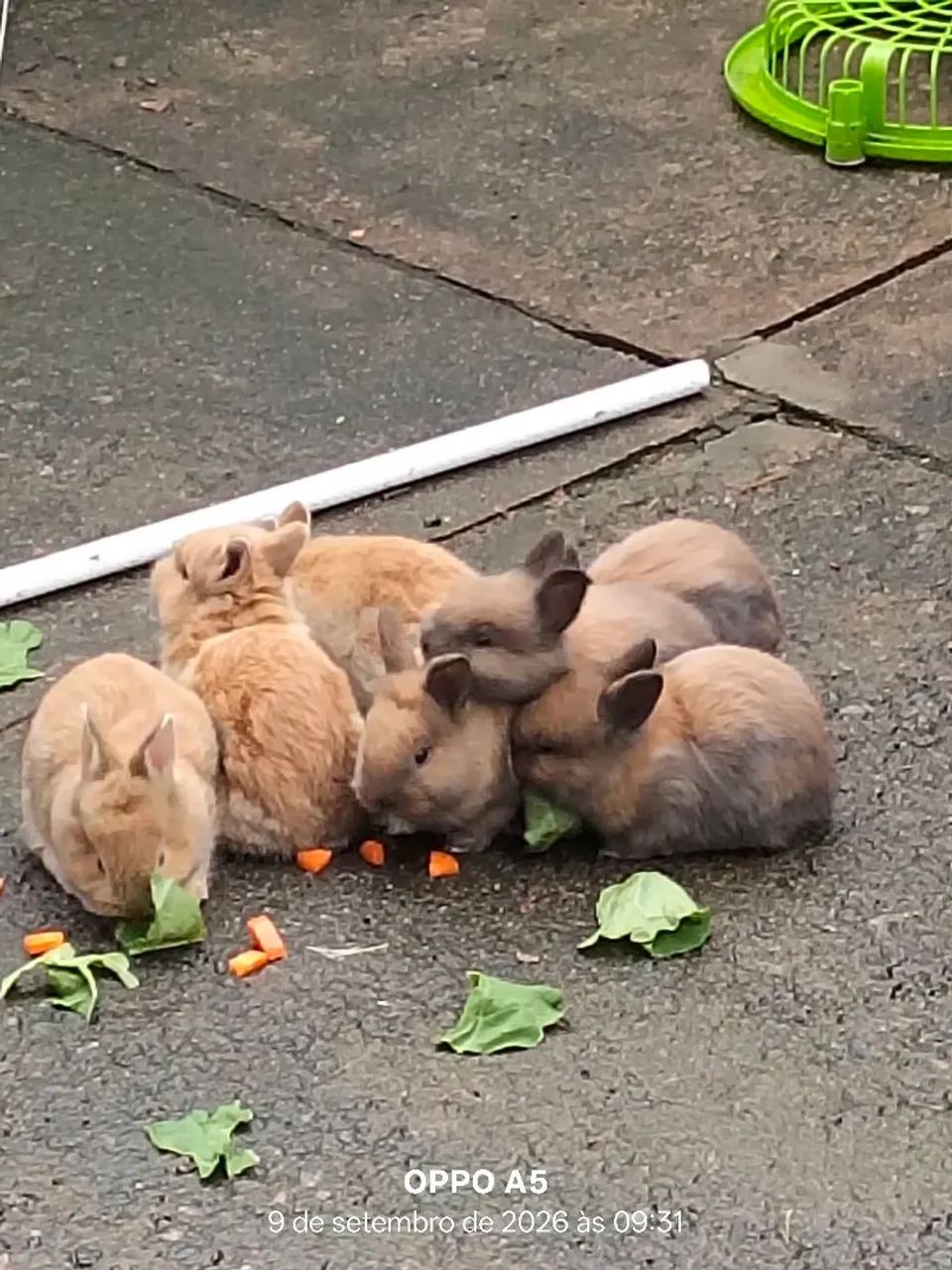Coelhos  - Foto 5