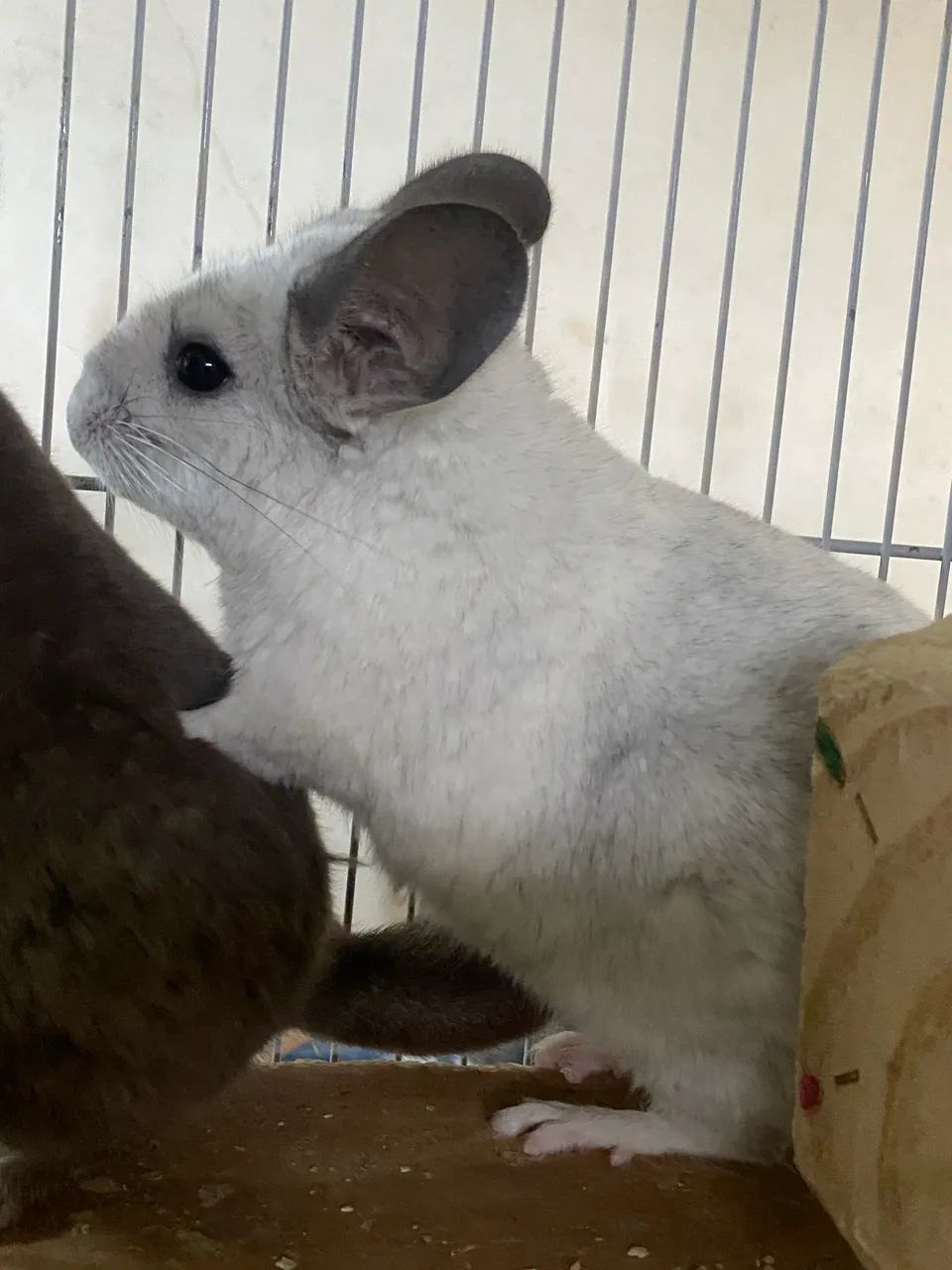 Criação de Chinchilas  - Foto 2