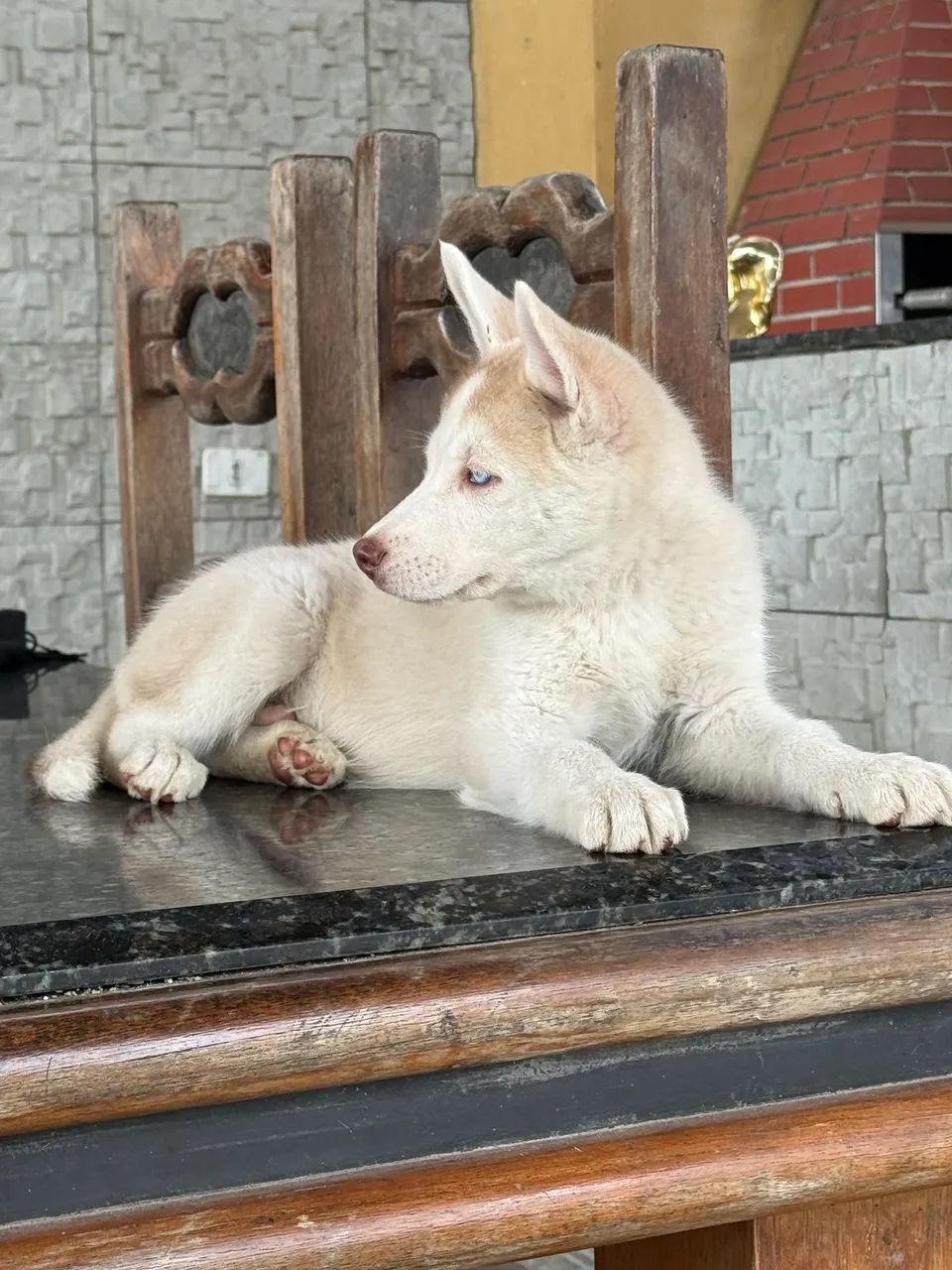 Husky Siberiano Canil Barão 