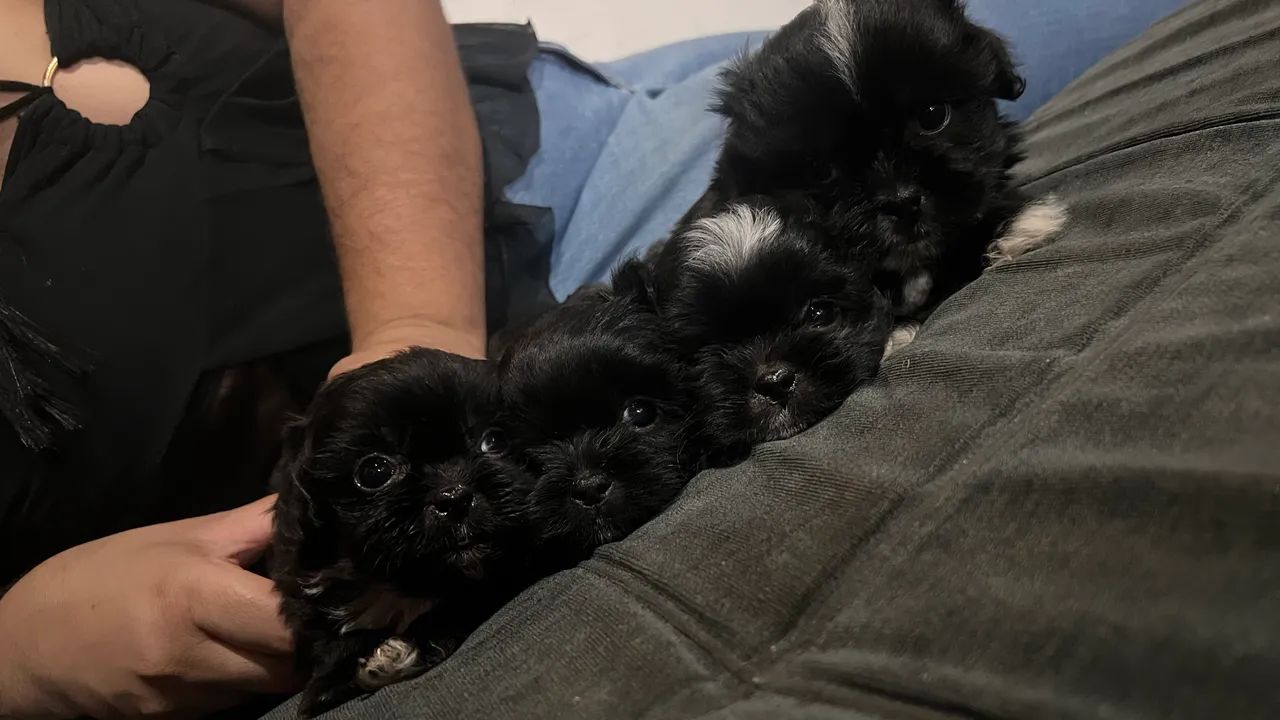 Cachorros  - Foto 4