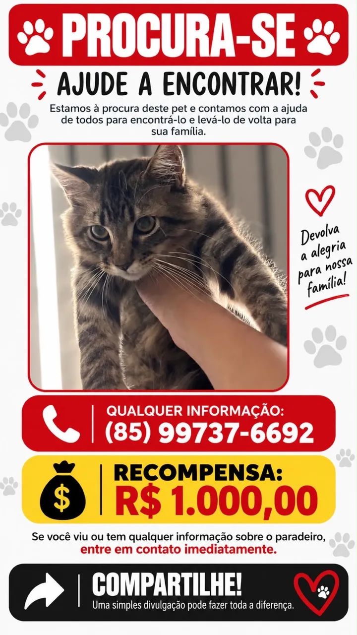 Maine coon gata perdida 