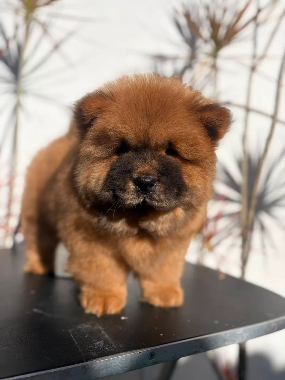 PROMOÇÃO - CHOWCHOW - Foto 2