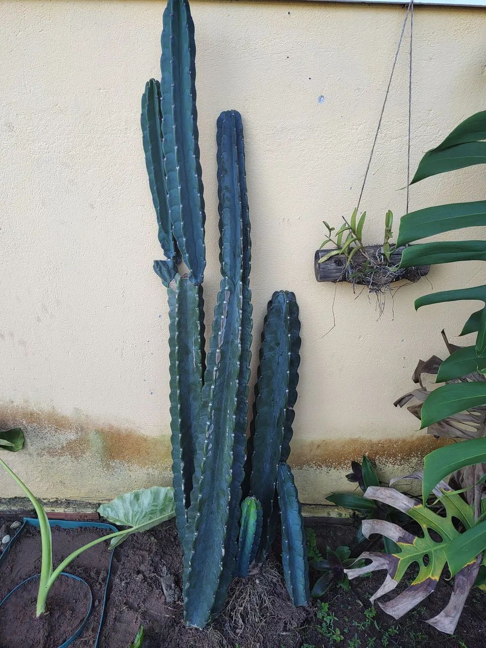 Mandacaru  - Foto 2