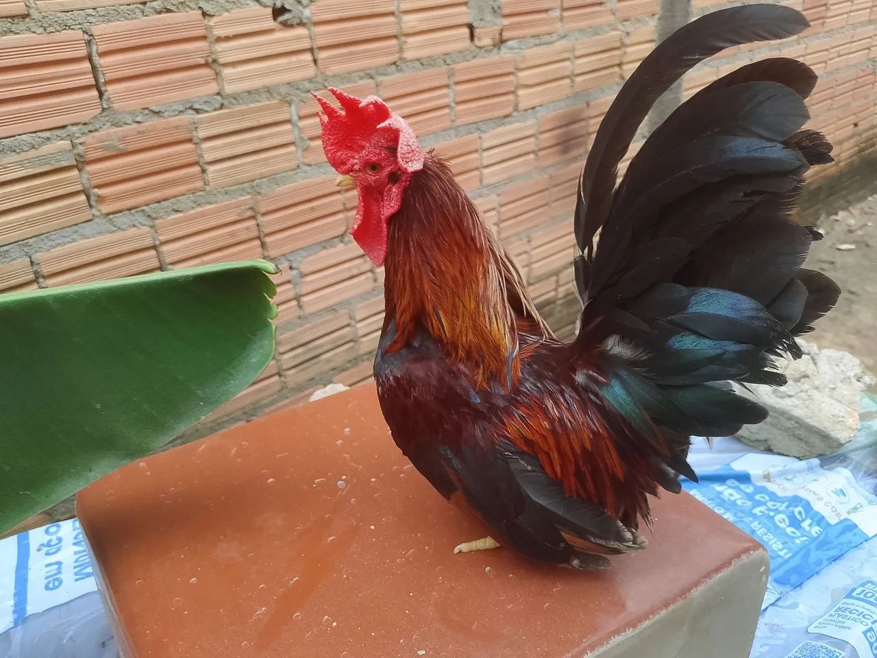 Galinha  - Foto 4