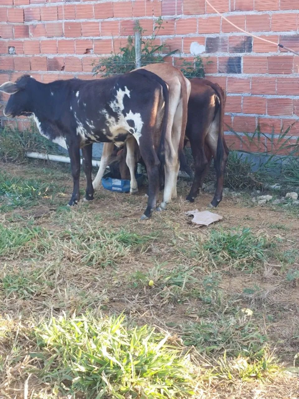 Vendo Bezerras com genética de ponta - Foto 2