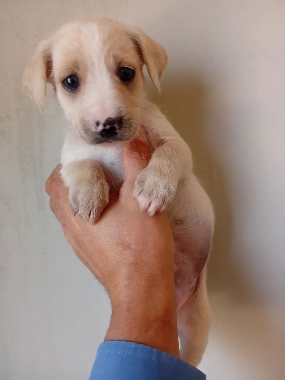 Filhote de cachorro 