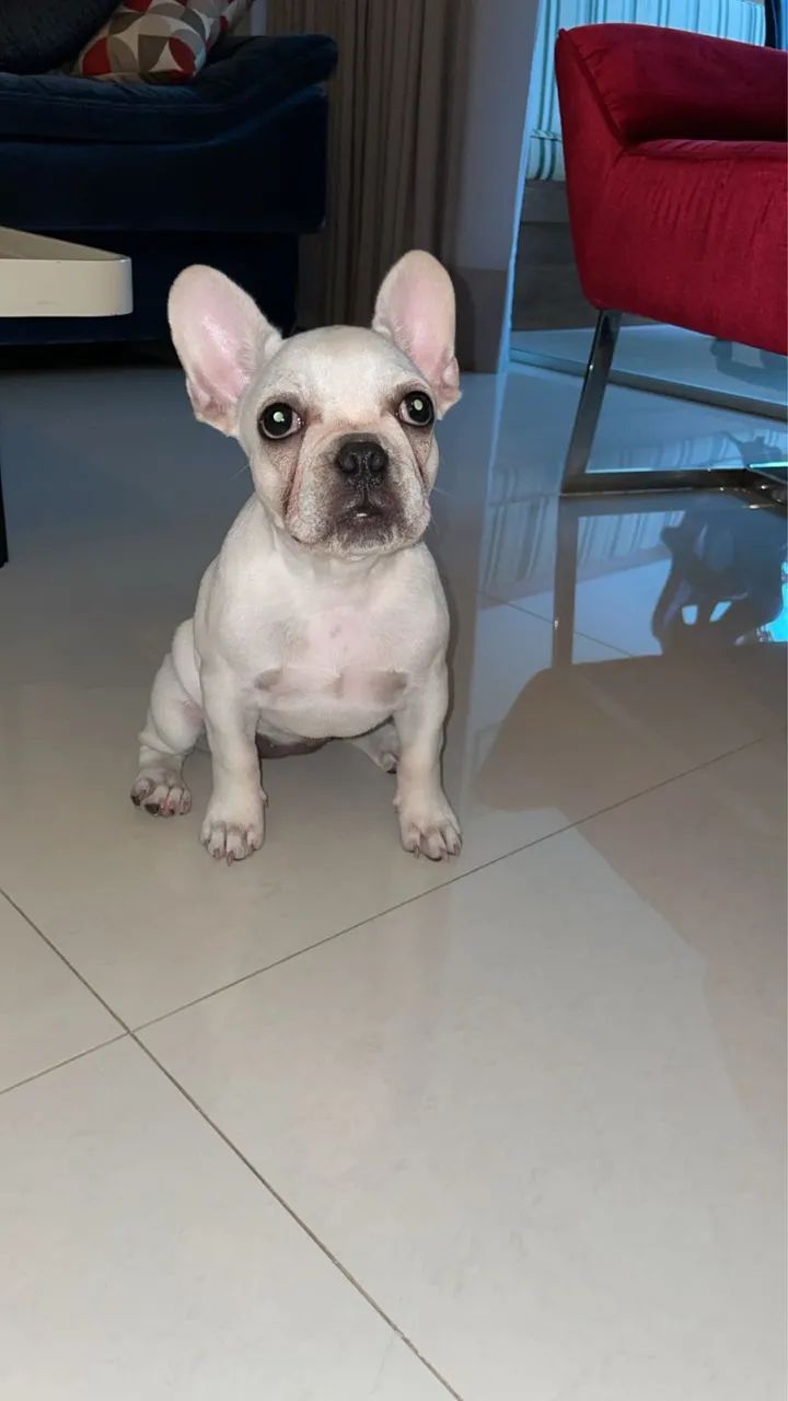Bulldog Francês 
