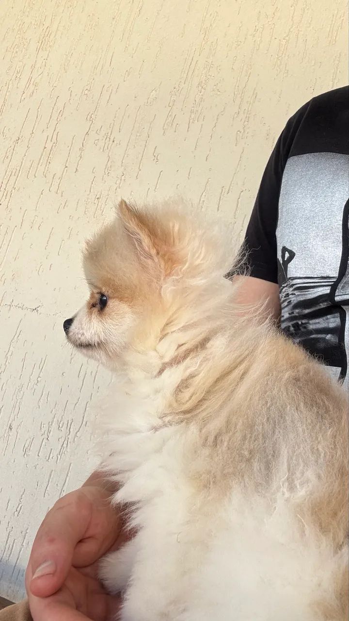 Spitz alemão  - Foto 2