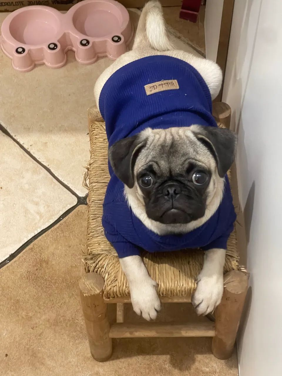Procura-se padreador pug  - Foto 2