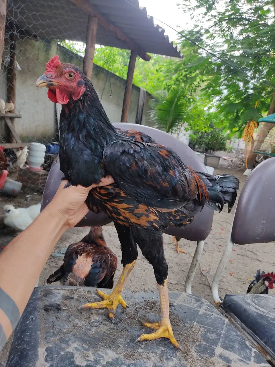 Vendo Frangos Caipira - Foto 3