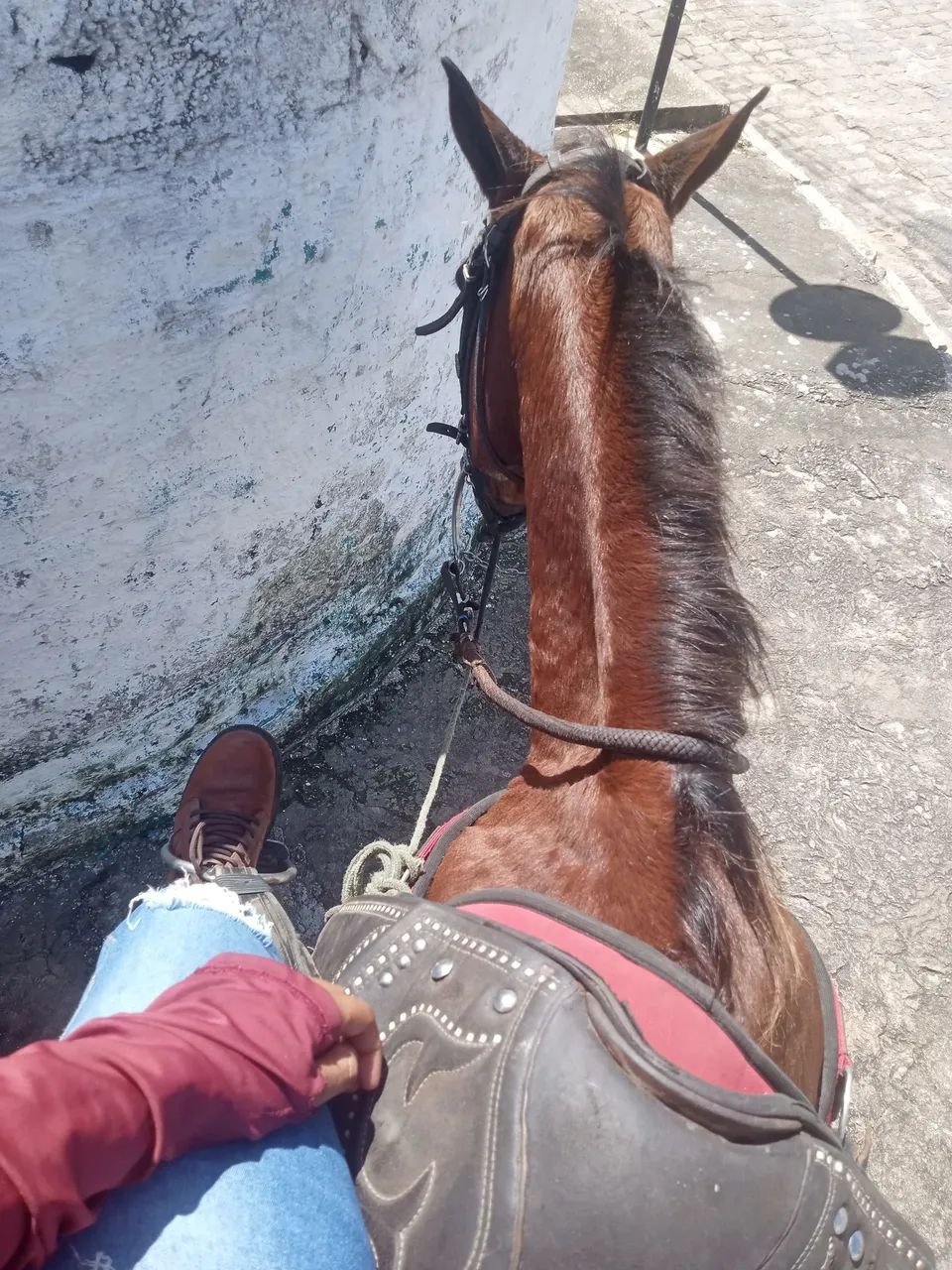 Cavalo de sela e carroça  - Foto 3
