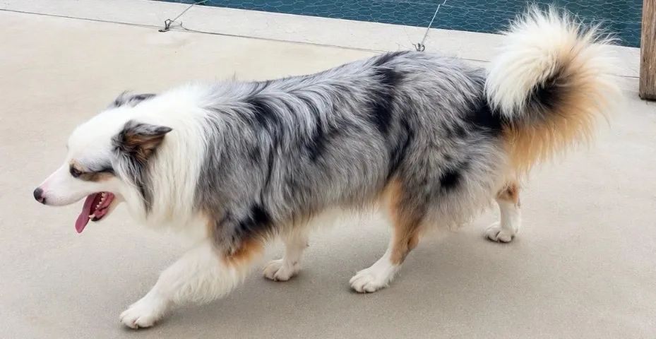 Cachorro - Foto 2