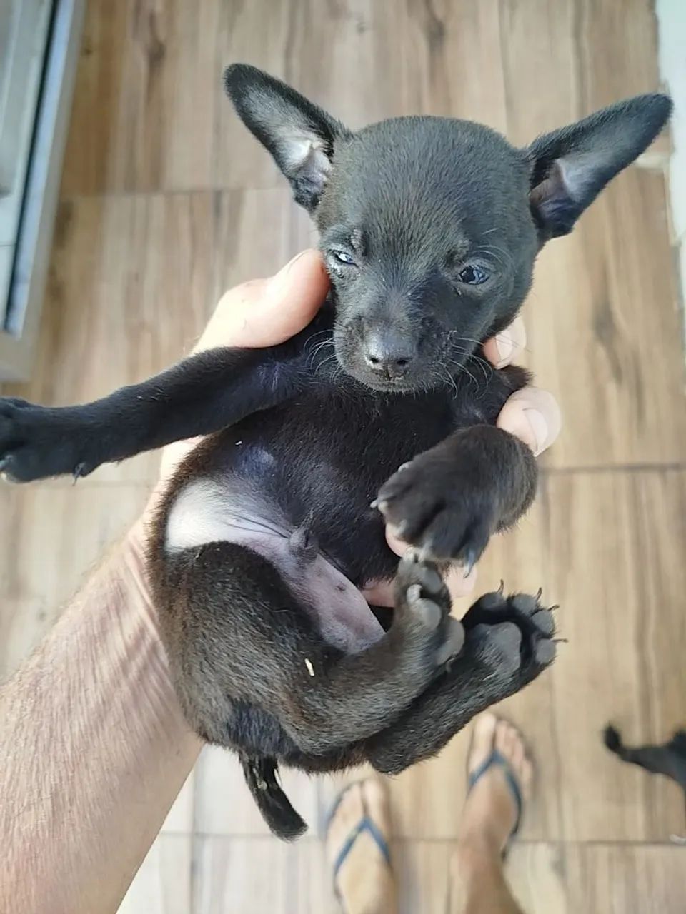 Pincher  - Foto 2