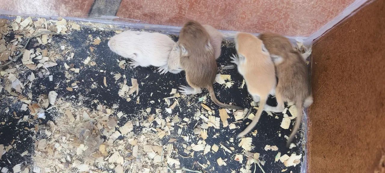 Esquilo da mangolia gerbil  - Foto 3