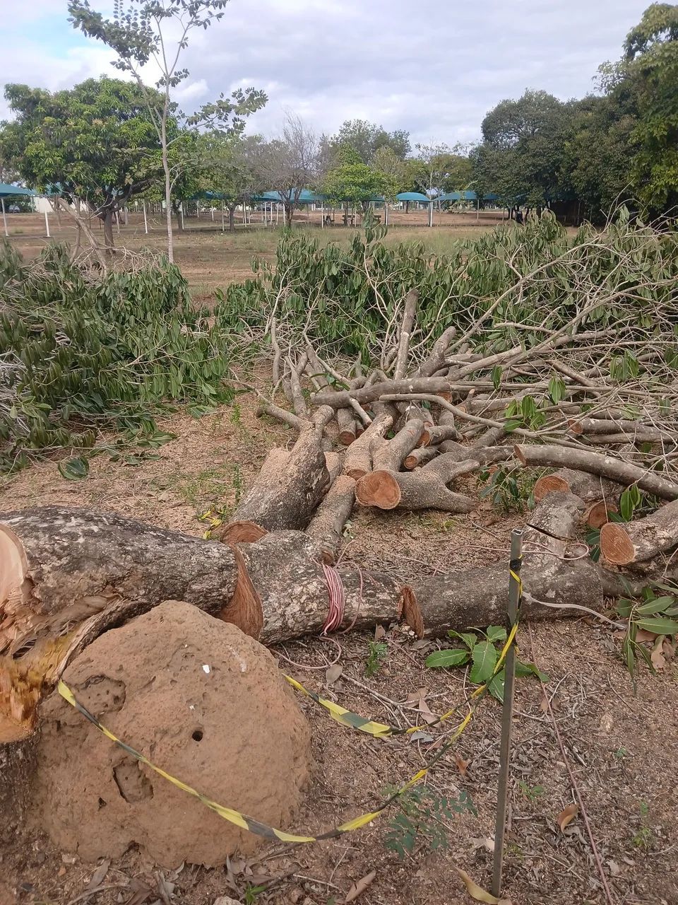 Podar de árvores e limpeza em geral Palmas é região   - Foto 5