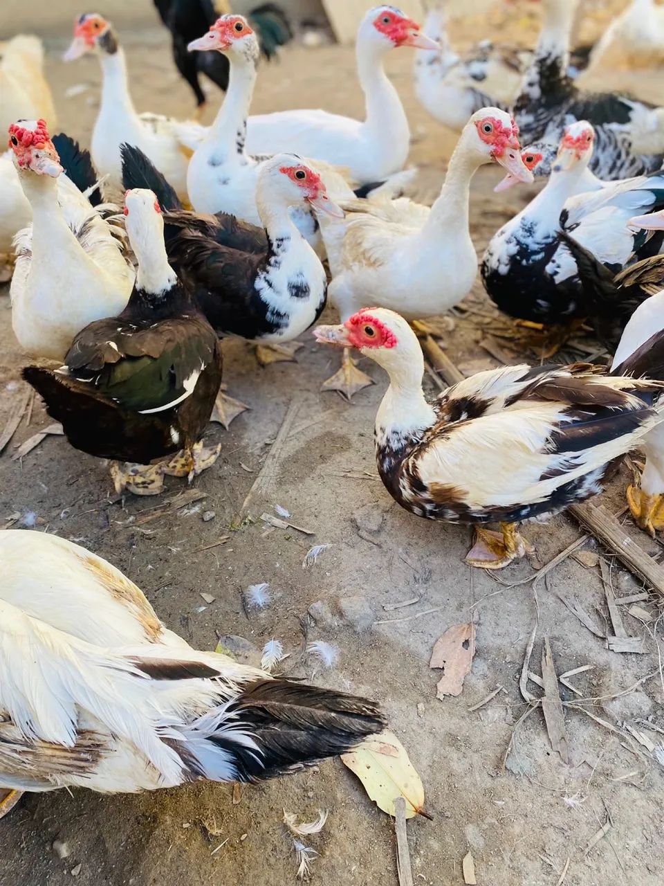 Patos machos e fêmeas  - Foto 3