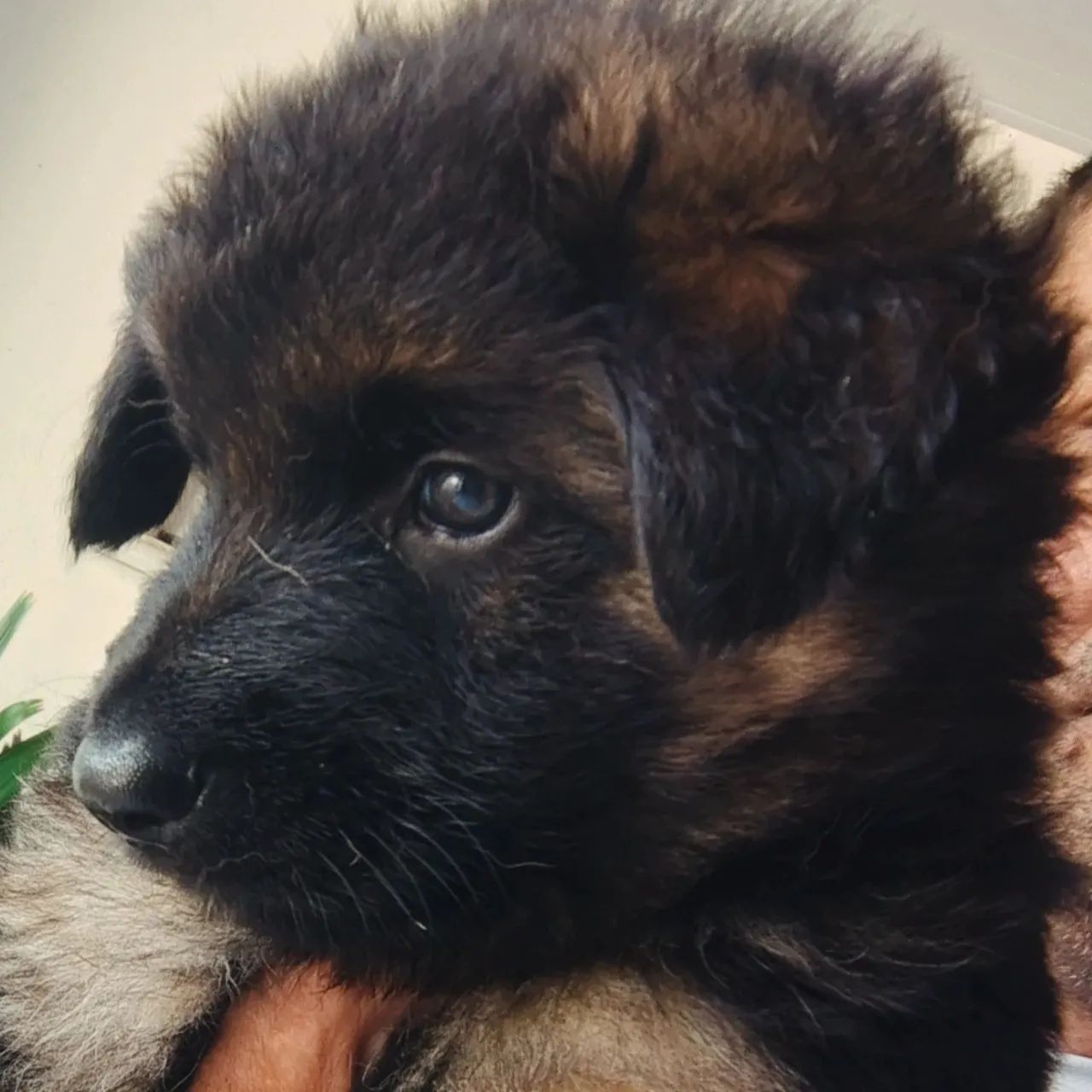 Cachorros - Foto 3