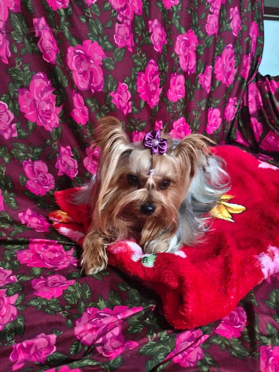 Cachorra - Foto 2