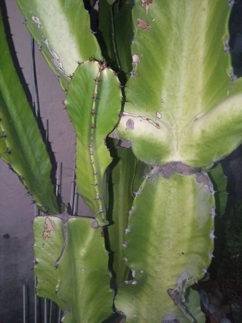 Cacto/suculenta  - Foto 2