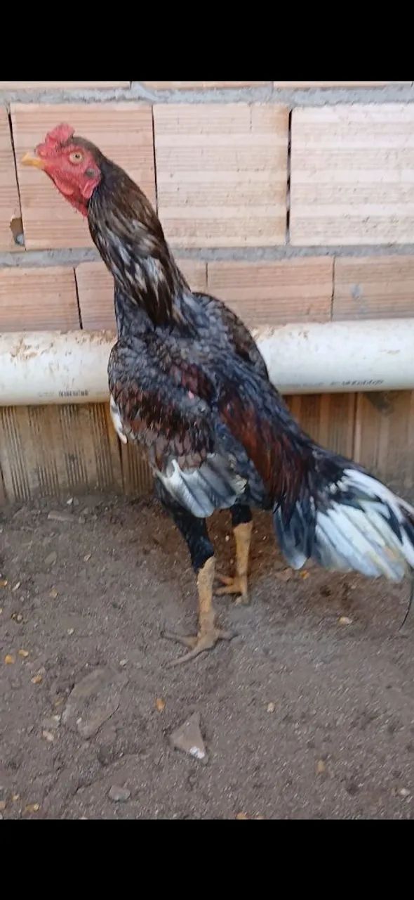 Galo - Foto 5