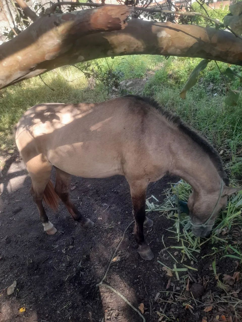 Cavalo - Foto 5