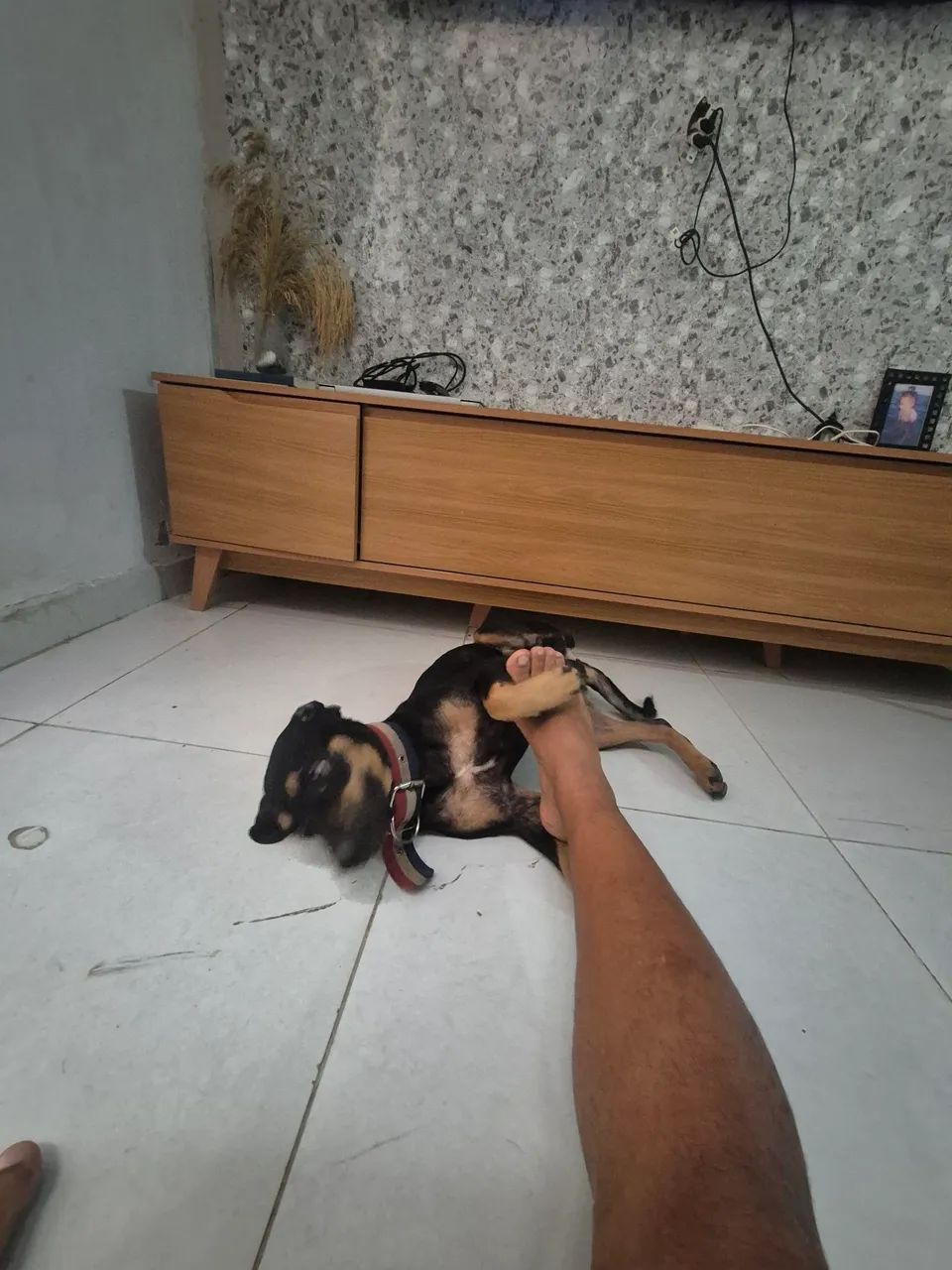 Doação cachorro  - Foto 2