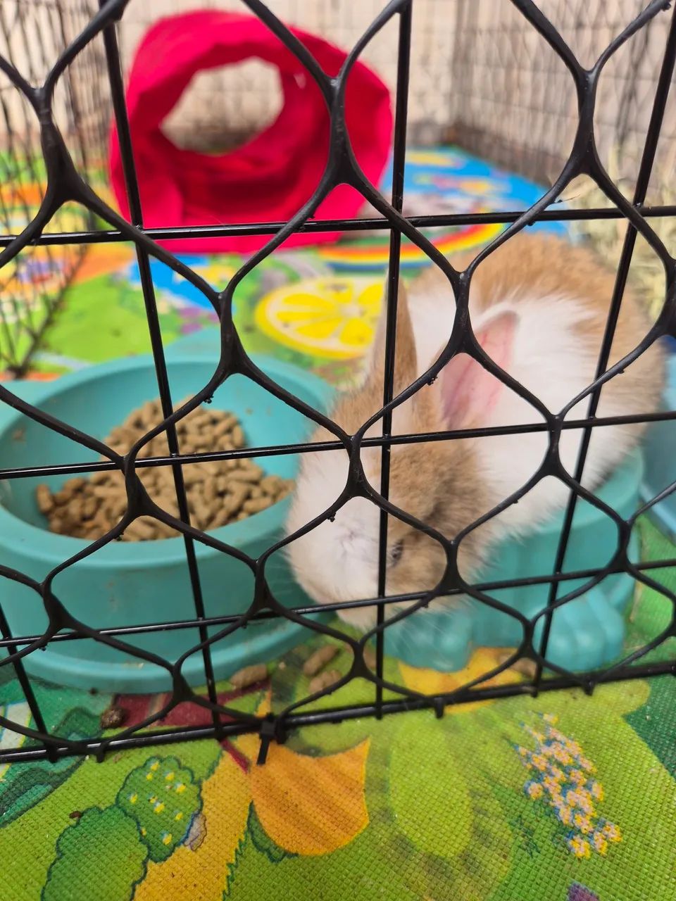 Vende-se dupla de coelhinhas fêmeas  - Foto 4