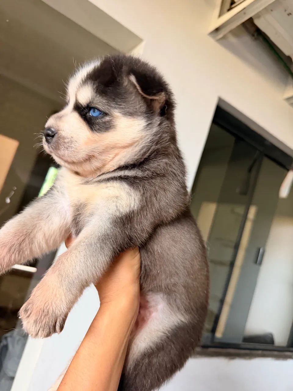 Husky siberiano  - Foto 3