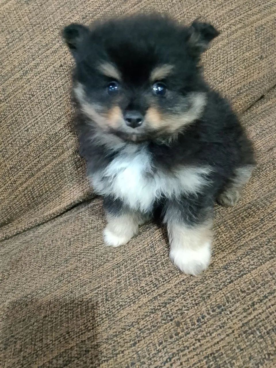 Spitz alemão macho - Foto 3