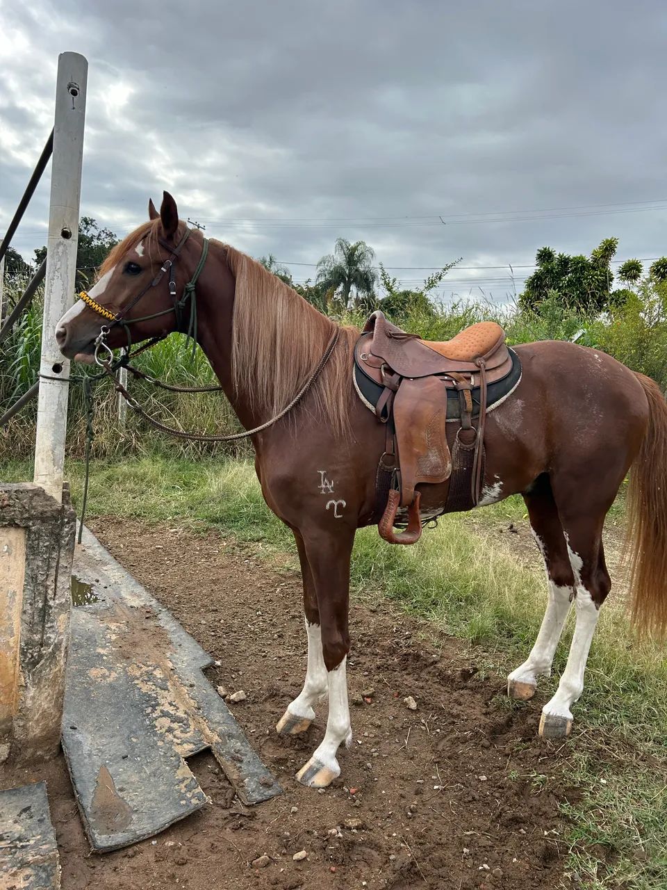 Cavalo Mangalarga Paulista - Foto 2