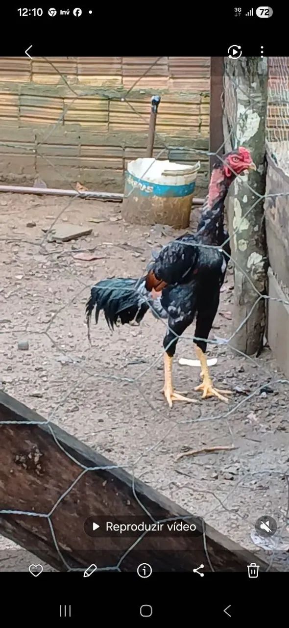 Galo 