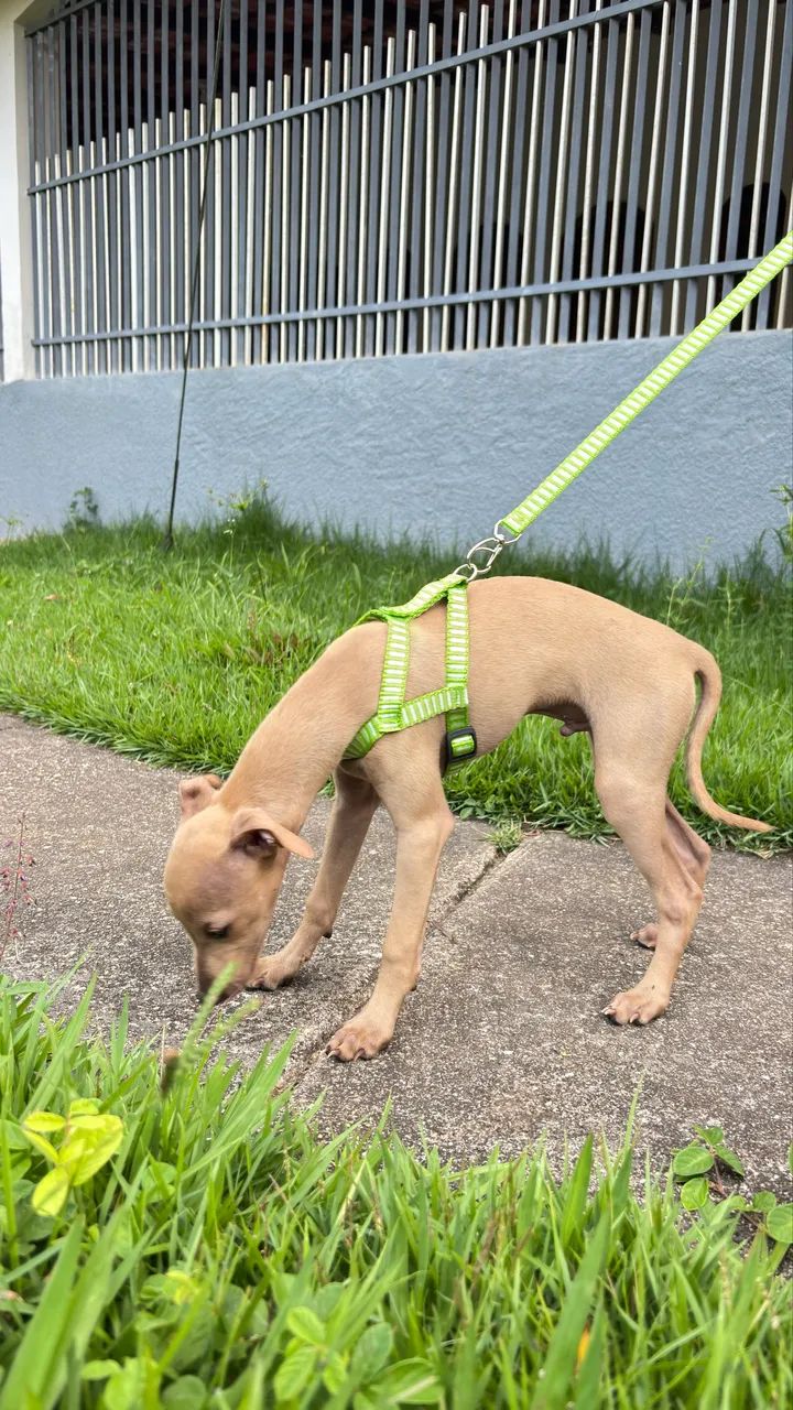 Galgo italiano macho