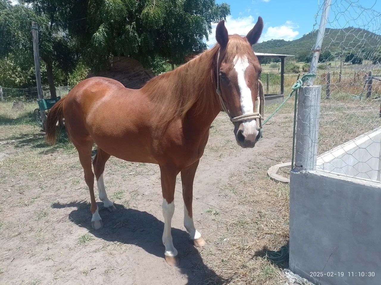 Cavalo Quarto de Milha  - Vaquejada - Foto 3