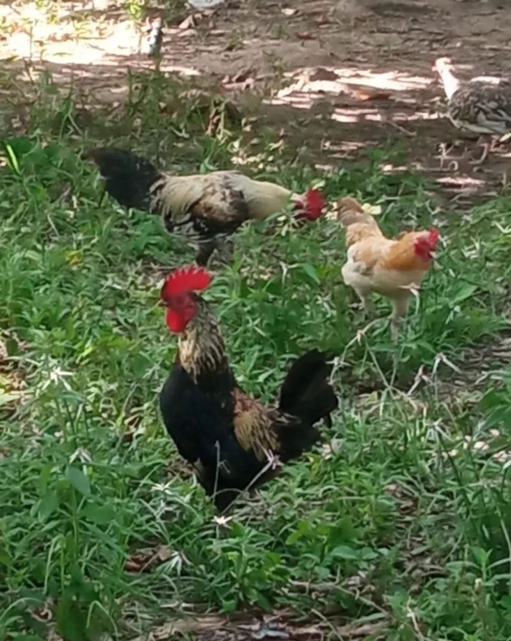 sitio em São Cristóvão com 2 tarefas e Meia  R$ 120.000