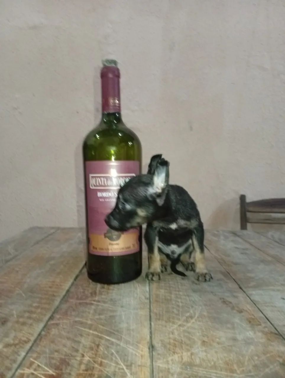 pinscher  - Foto 3